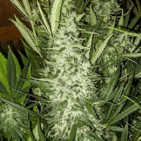 Chem Kush > Philosopher Seeds